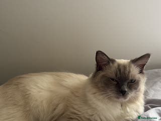 Ragdoll cats Ragdoll mix kitten - 5 Boys - Advert 1