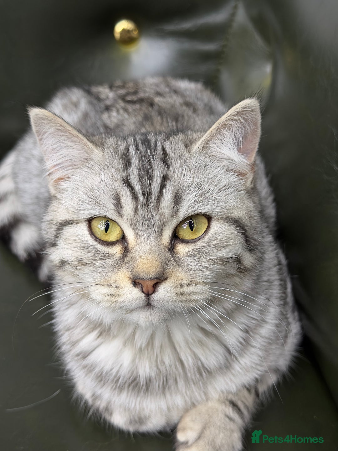 Scottish Fold cats for sale: Scottish fold beautiful Boy - Image 6