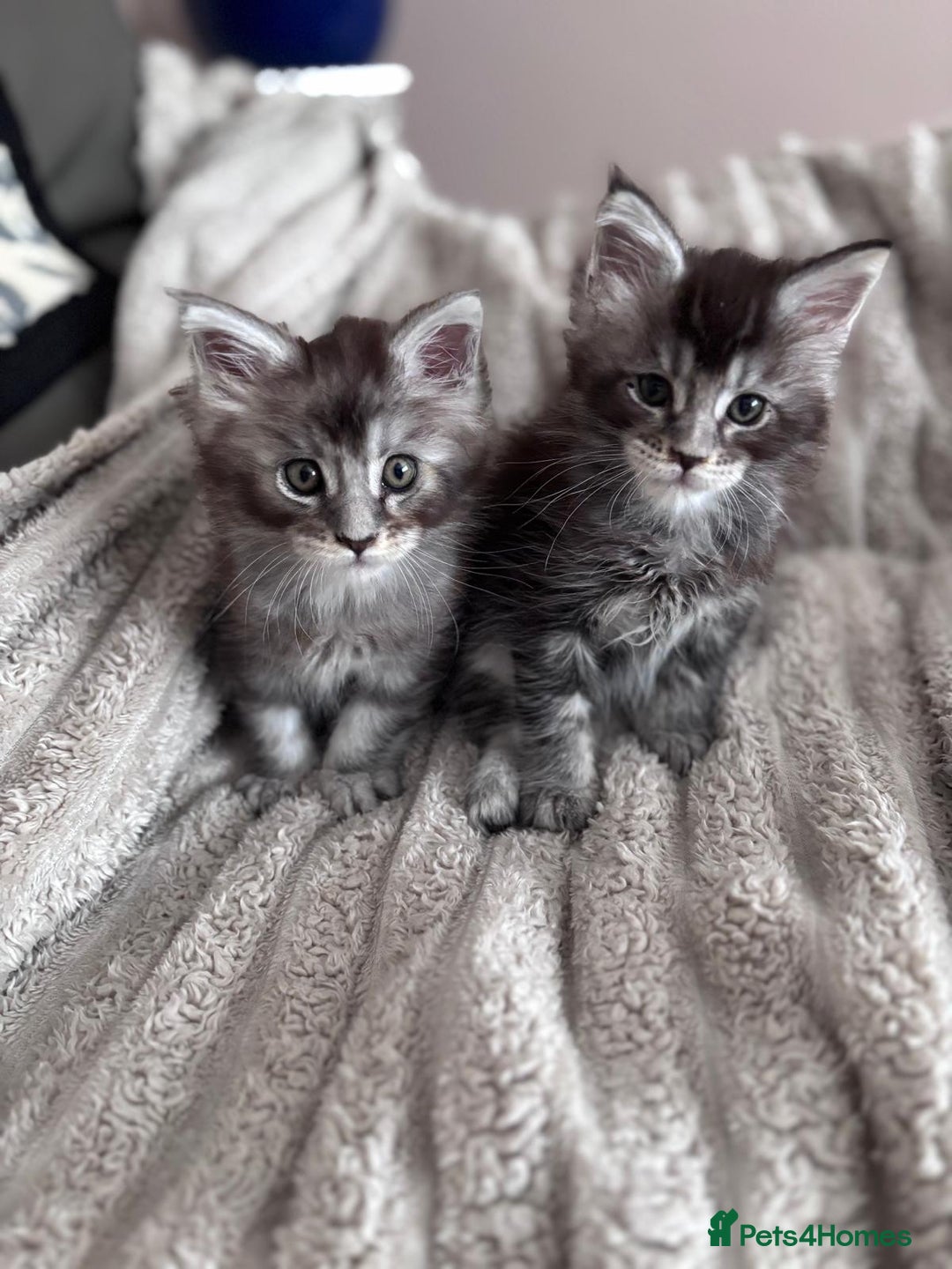 Maine Coon cats for sale: 1 beautiful Male kitten left - Image 15