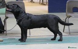 Labrador Retriever dogs for sale: KC Labrador Puppies Bred for Family Life - Image 4