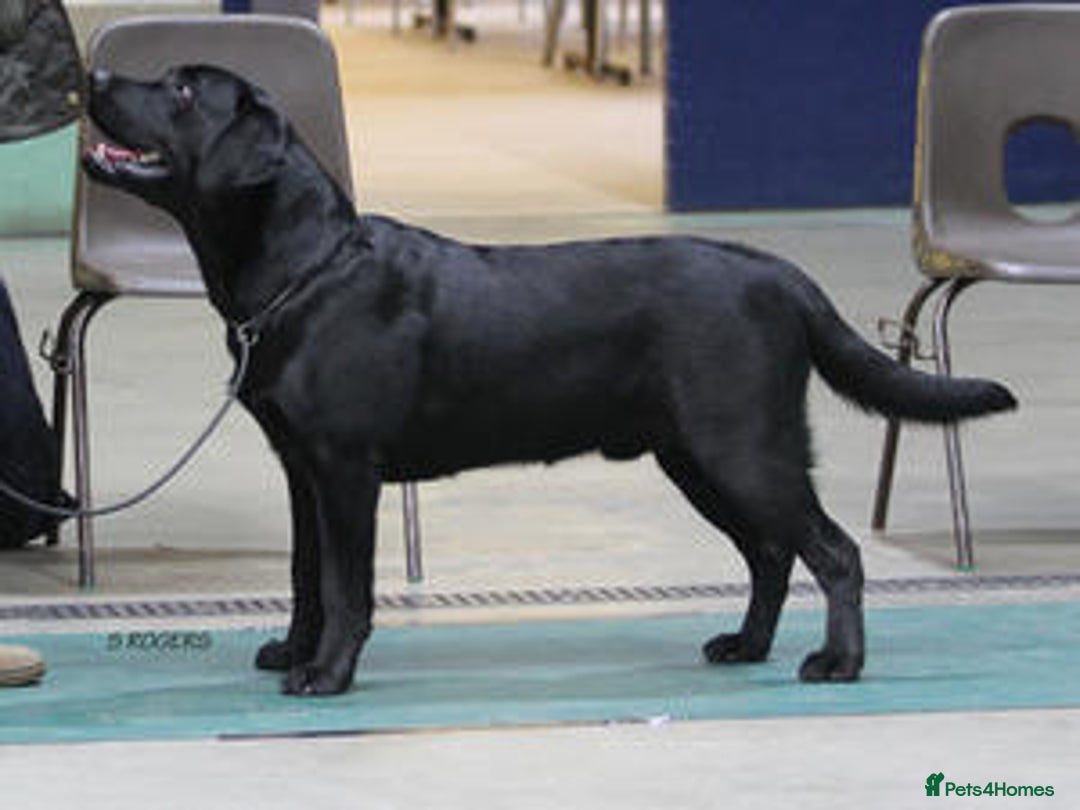 Labrador Retriever dogs for sale: KC Labrador Puppies Bred for Family Life - Image 4