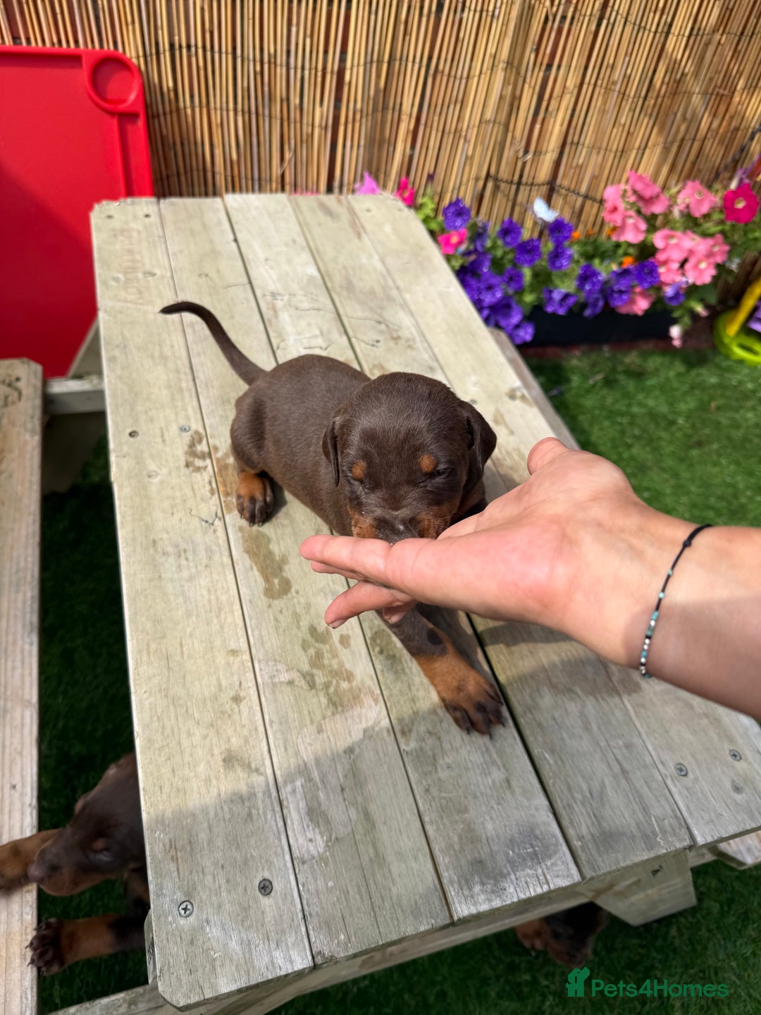 Dobermann dogs for sale: Doberman brown & tan - Image 12