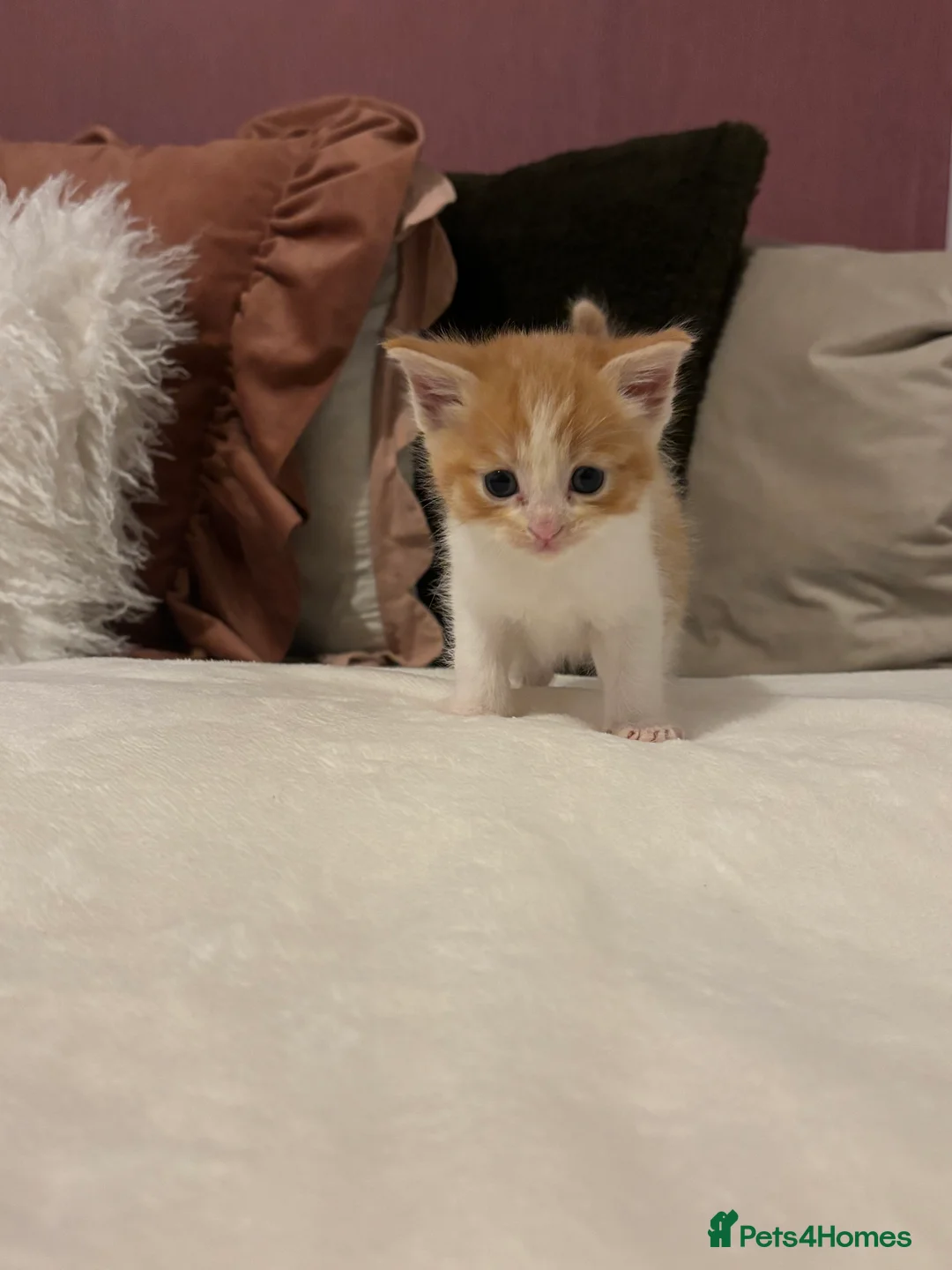 Mixed Breed cats for sale: Maine coon cross kittens ***ONLY ONE BOY LEFT!* - Advert 17