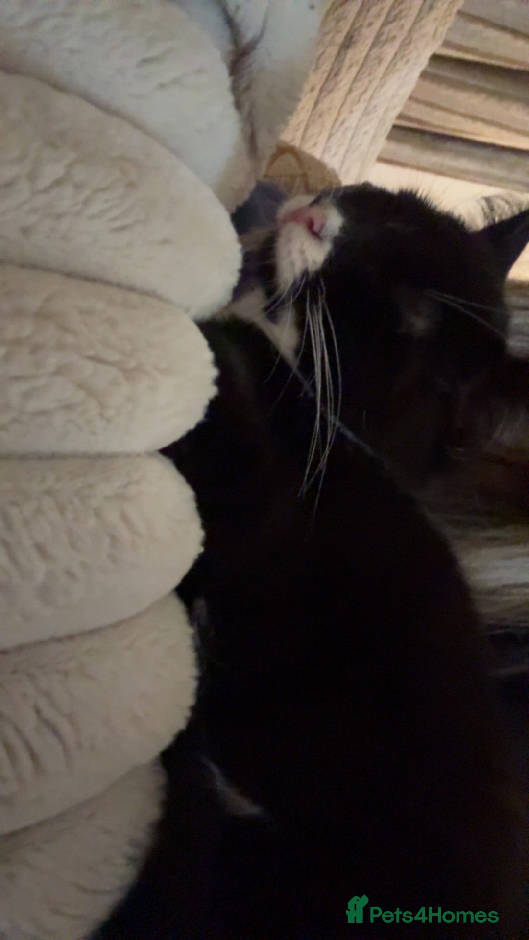 Mixed Breed cats 5 month old kittens need rehoming - Advert 13