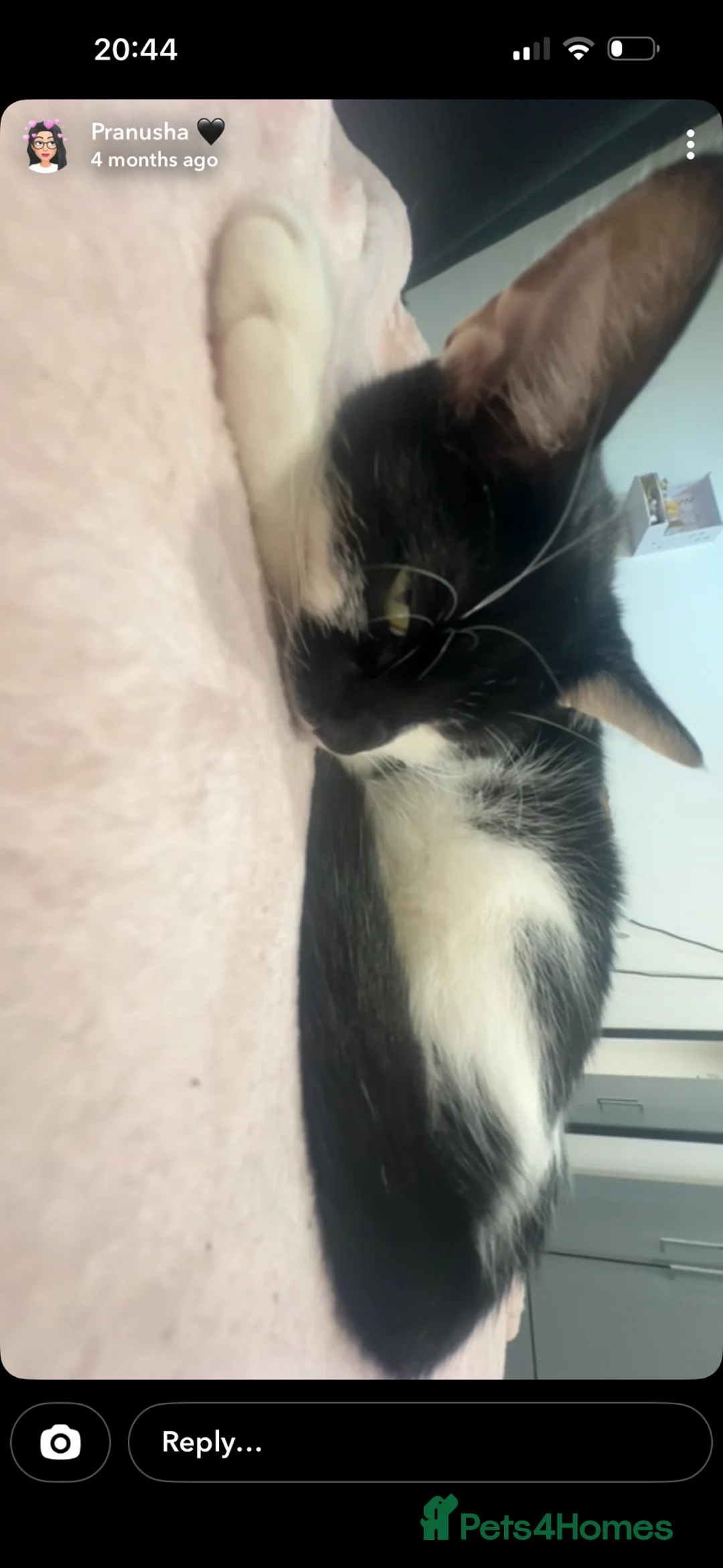 Domestic Shorthair cats for sale: Rehoming my lovely cat Miya - Advert 2