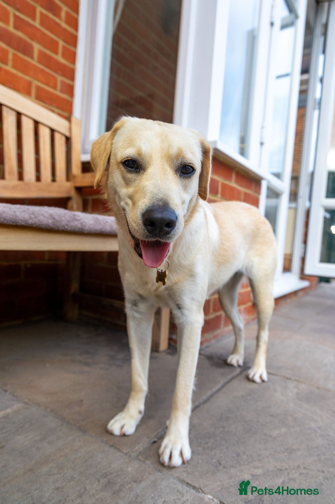 Mixed Breed dogs Lovely Lucy - Advert 1