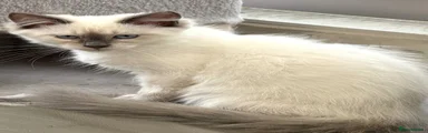 Siberian 4