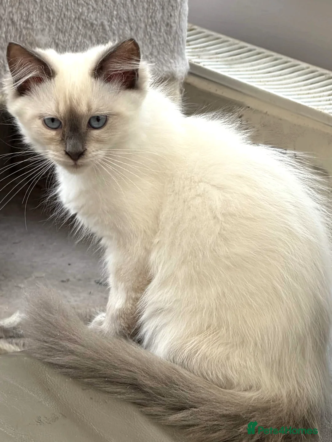 Siberian cats for sale: *Ready To Leave!* Siberian Neva Masquerade Kittens - Advert 2