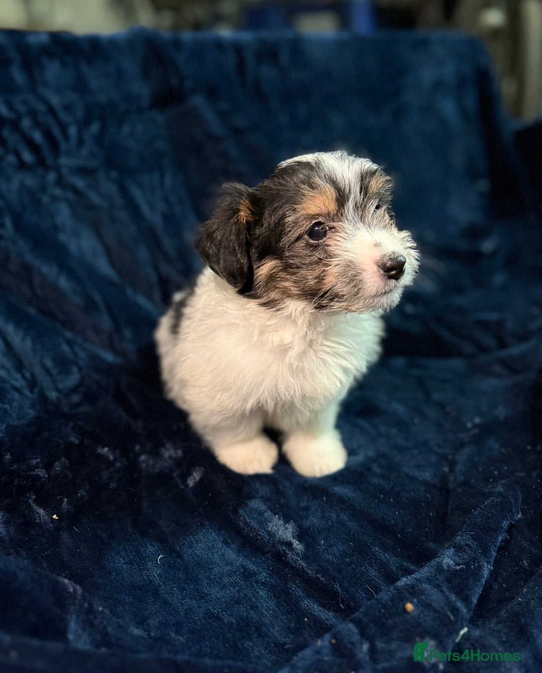 Mixed Breed dogs for sale: 3/4 spaniels 1/4 jack Russel puppy’s 🩷 - Image 6