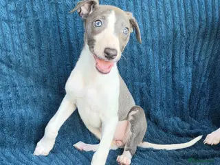 Whippet dogs 🐾 Beautiful Whippet Puppies Ready Now 🐾 - Advert 2