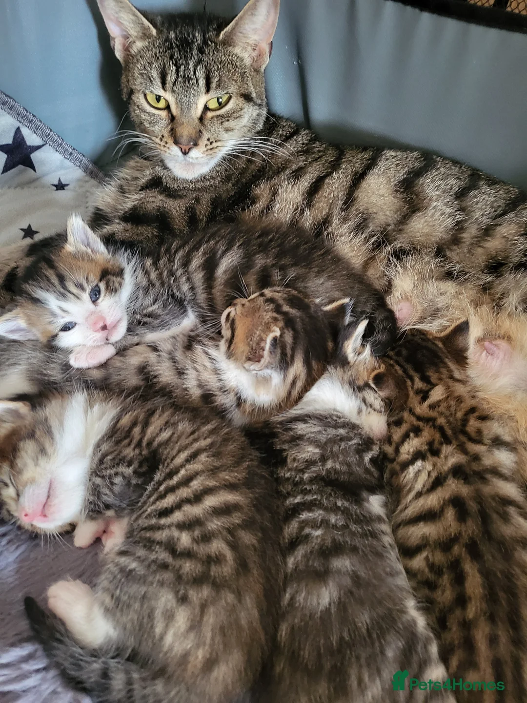 Mixed Breed cats for sale: We have 5 wonderful kittens  - Advert 1
