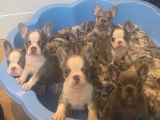 French Bulldog dogs - Advert 2