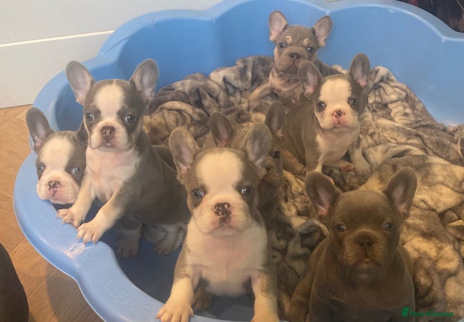 French Bulldog dogs - Advert 1