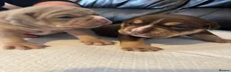 Olde English Bulldogge dogs for sale: Chunky olde English bulldogge OEB  - Advert 20