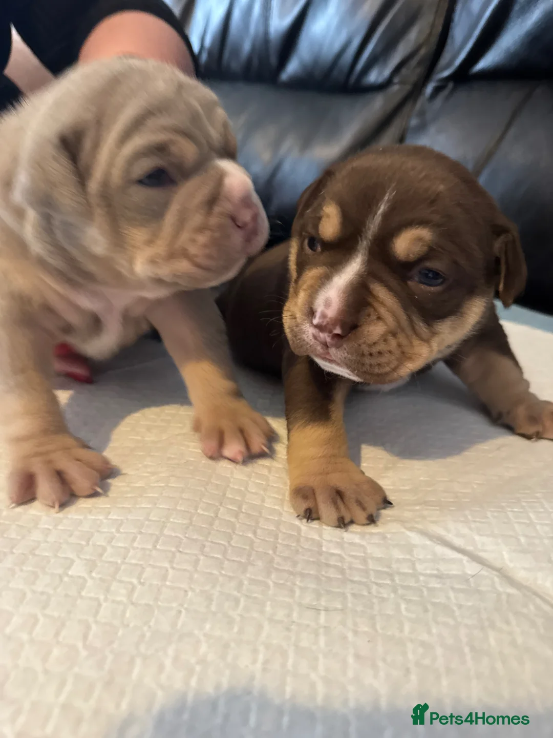 Olde English Bulldogge dogs for sale: Chunky olde English bulldogge OEB  - Advert 20