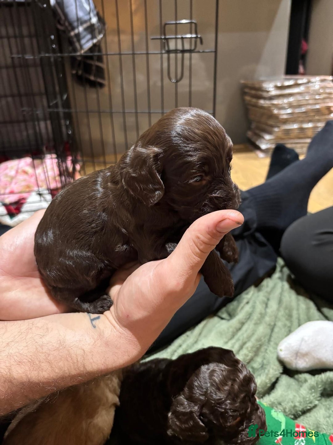 Cockapoo dogs for sale: 5 cockapoo puppies for sale 4 boys and 1 girl  - Advert 6