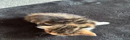 Mixed Breed cats for sale: Ready now adorable kittens - Advert 5