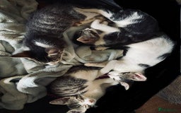 Mixed Breed cats for sale: Beautiful white tabby kittens. - Image 1