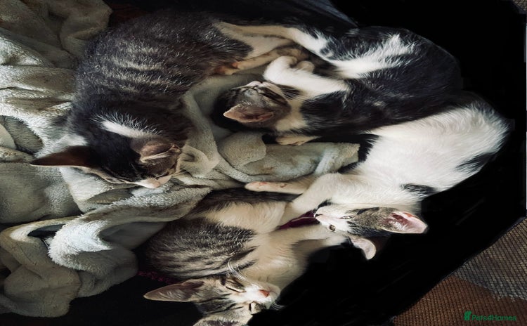 Mixed Breed cats - Advert 5