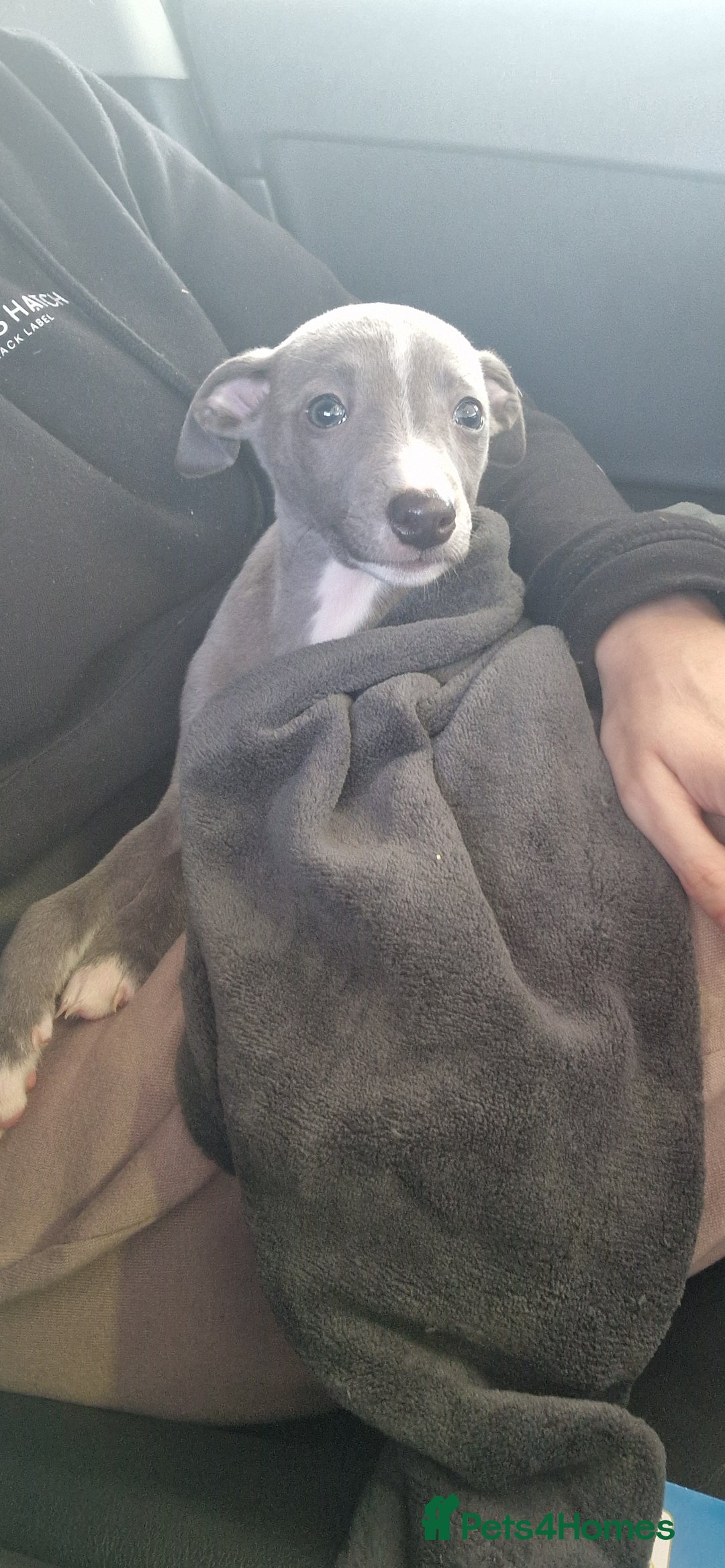 Whippet dogs for sale: BEAUTIFUL BLUE WHIPPET GIRL  - Image 1