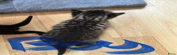 Mixed Breed cats for sale: Beautiful bengal x  - Advert 2