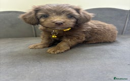 Chipoo dogs for sale: Stunning Chipoo Pups DNA Health Tested - Image 31