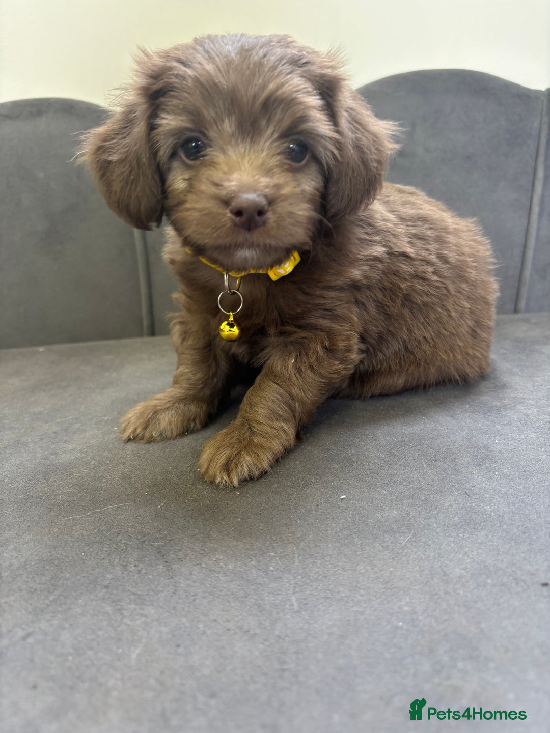 Chipoo dogs for sale: Stunning Chipoo Pups DNA Health Tested - Image 31