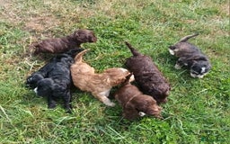 Cockapoo dogs for sale: 🐾 Brilliant Cockalier-a-Poo Puppies! 🐾 - Image 1