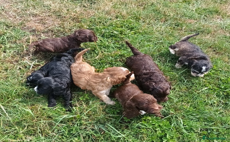 Cockapoo dogs - Advert 1