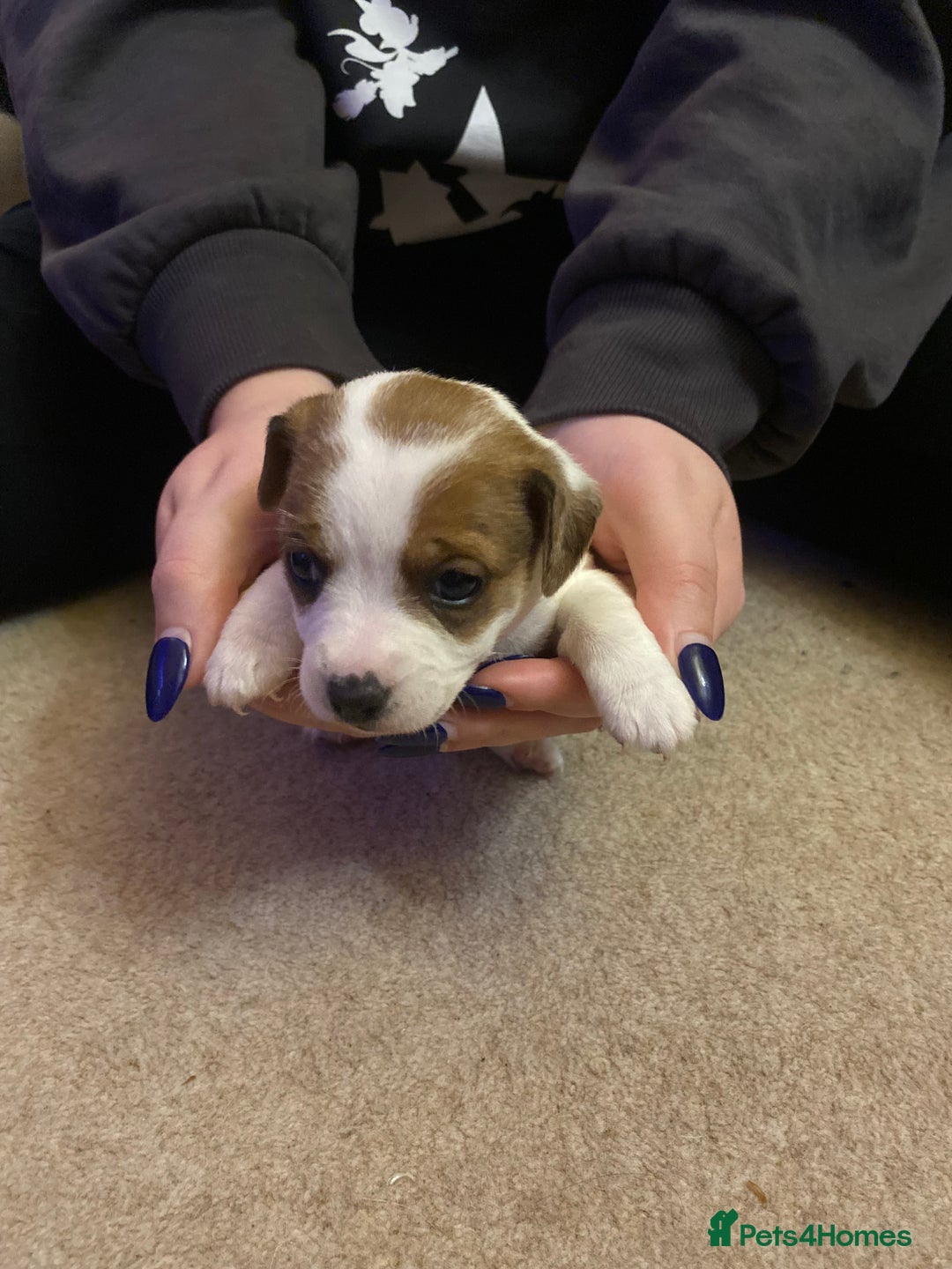 Jack Russell dogs for sale: Small Jack Russell pups  - Image 7