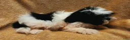 Shih Tzu dogs for sale: Adorable Shi Tzu puppies. in Manchester - Advert 5