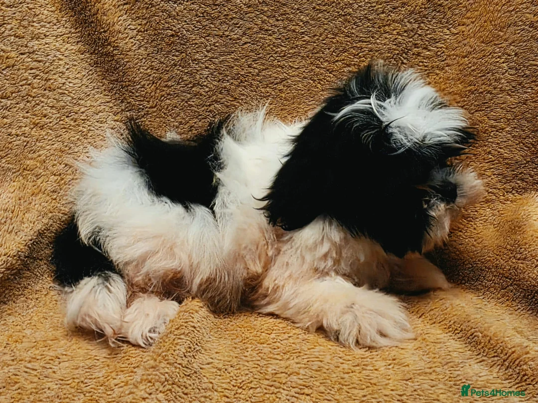 Shih Tzu dogs for sale: Adorable Shi Tzu puppies. in Manchester - Advert 5