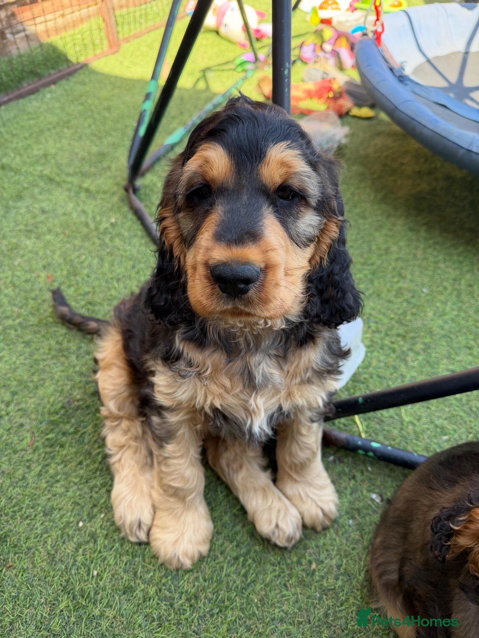 Cocker Spaniel dogs KC registered Stunning Dark sable male (ready now) - Advert 1