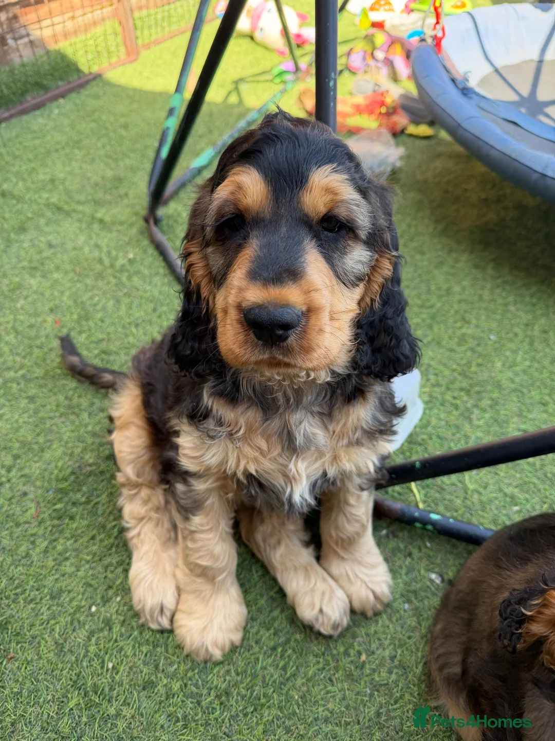Cocker Spaniel dogs for sale: KC registered Stunning Dark sable male (ready now) - Advert 1