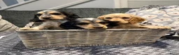 Cocker Spaniel dogs for sale: Gorgeous cocker spaniel pups ready to go  - Advert 5