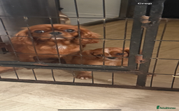 Cavalier King Charles Spaniel dogs for sale: DNA clear cavalier puppies ready now  - Image 4