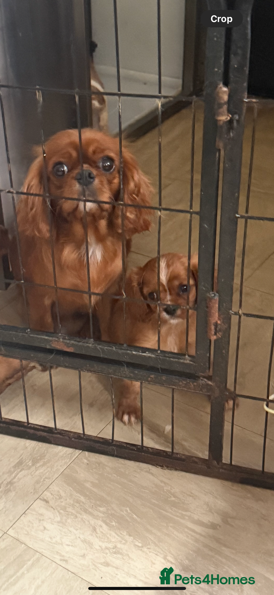 Cavalier King Charles Spaniel dogs for sale: DNA clear cavalier puppies ready now  - Image 4