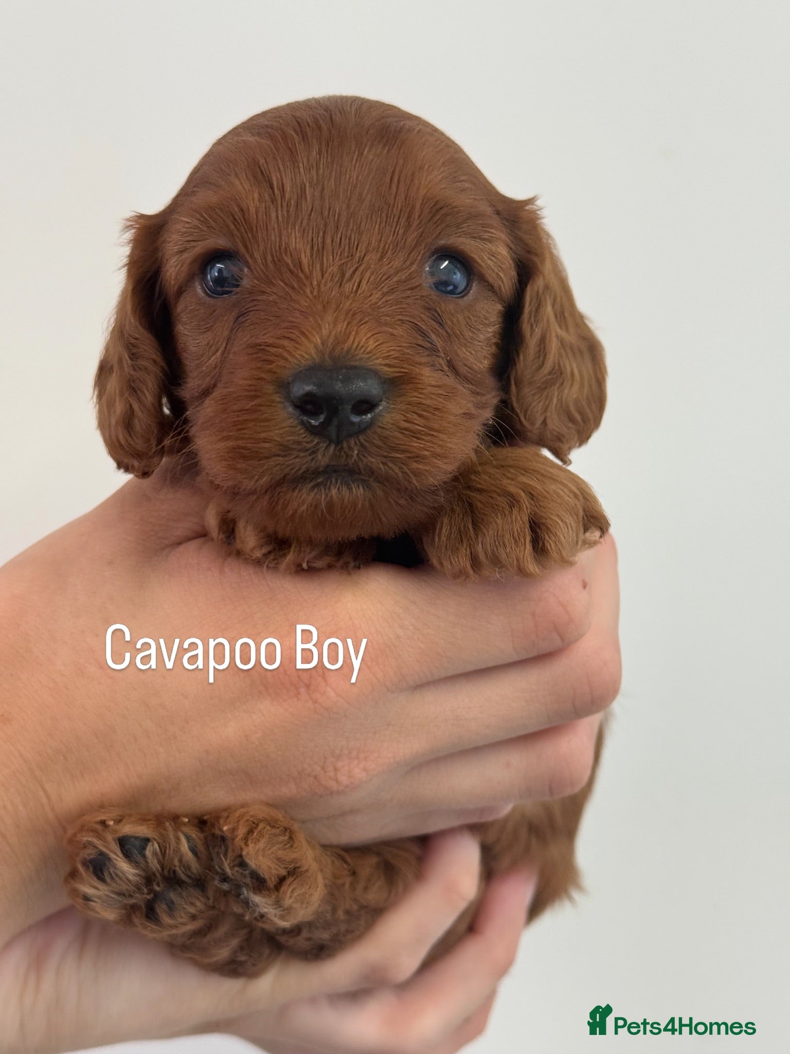 Cavapoo dogs Stunning deep dark red F1 Cavapoo’s - Advert 2