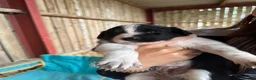 Border Collie dogs for sale: Very Cute Fluffy Border Collie Pups - Advert 33