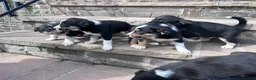 Mixed Breed dogs for sale: Beautiful tri colour border collie pups in Builth Wells - Advert 1