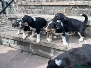 Mixed Breed dogs Beautiful tri colour border collie pups - Advert 5