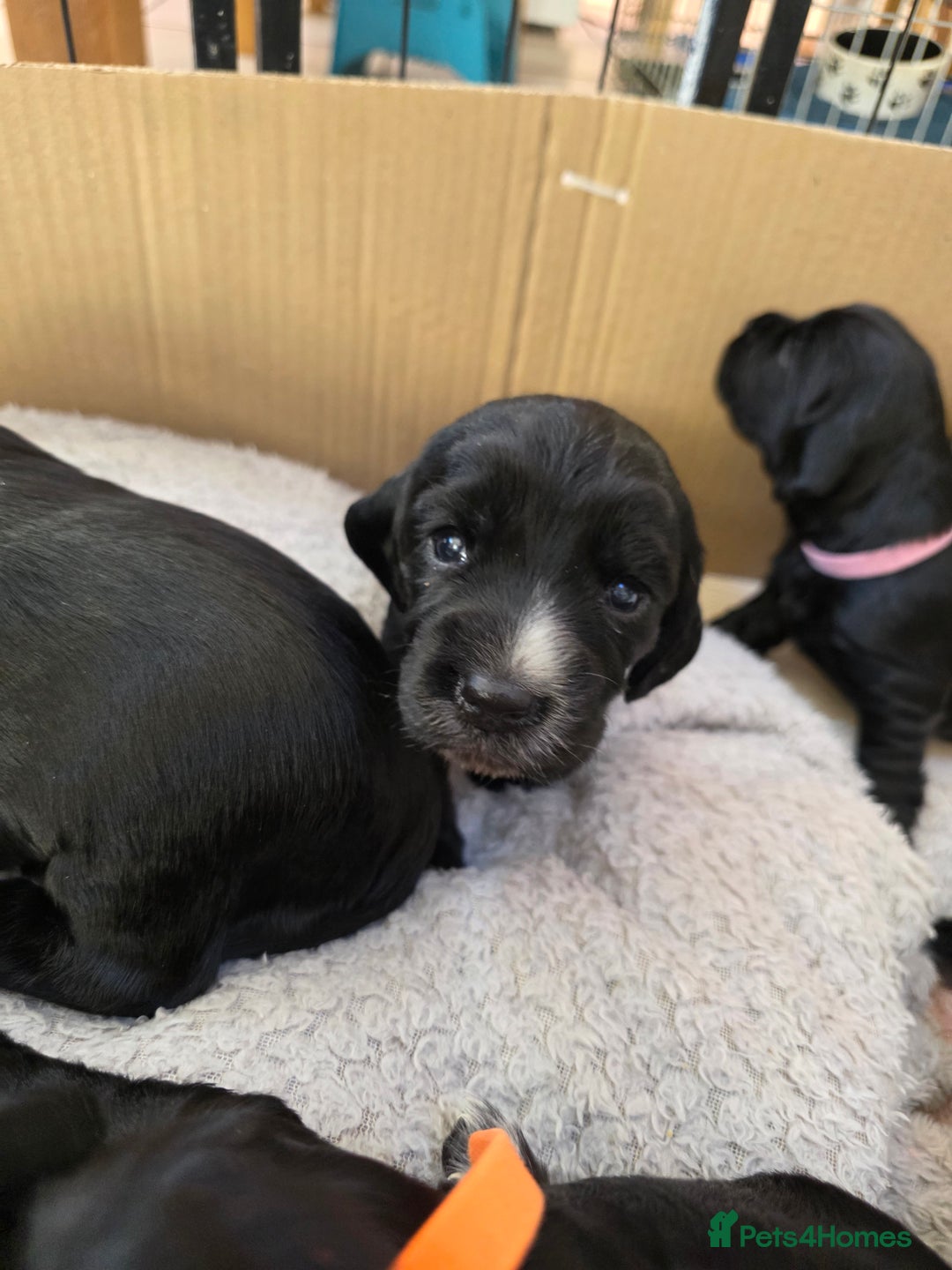Cocker Spaniel dogs for sale: Working cocker Spaniel puppies KC registered  - Image 3