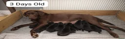 Labrador Retriever dogs for sale: KC BLACK LARBRADOR PUPPIES - Advert 2