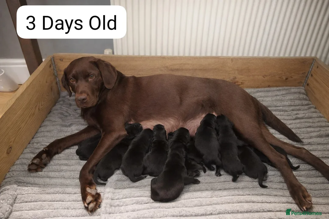 Labrador Retriever dogs for sale: KC BLACK LARBRADOR PUPPIES - Advert 2