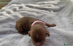Mixed Breed dogs for sale: Cockapoo/Cavapoo Mix Puppies Available 10 Nov 25 - Image 31