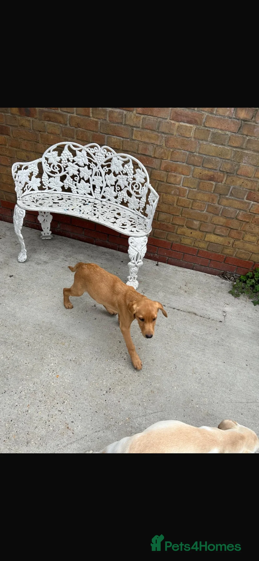 Labrador Retriever dogs for sale: Two beautiful labradors in London - Advert 2