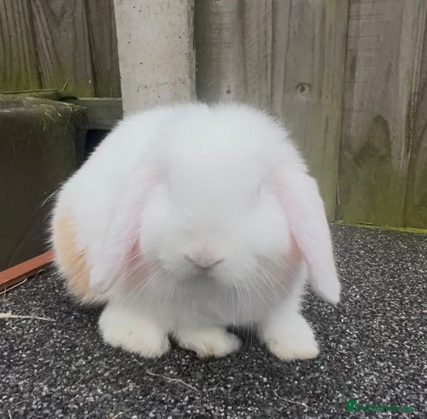 Mini Lop rabbits PEDIGREE MINI LOP BABIES READY TO LEAVE NOW  - Advert 18