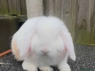 Mini Lop rabbits PEDIGREE MINI LOP BABIES READY TO LEAVE NOW - Advert 18