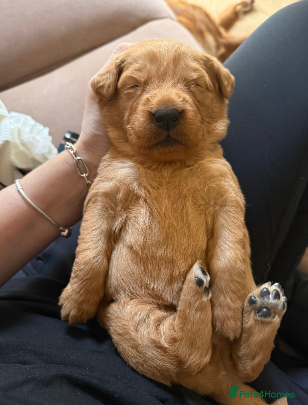 Golden Retriever dogs for sale: KC Registered Championship Line Golden Retrievers - Advert 14