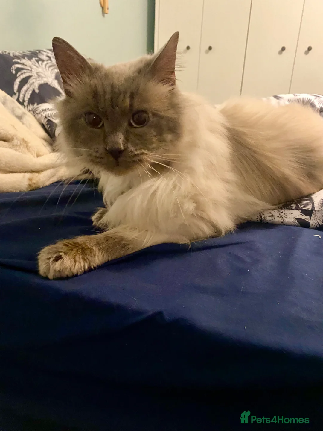Ragdoll cats for sale: Male Ragdoll in Basingstoke - Advert 2